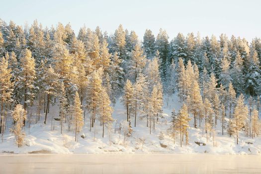 The frozen coniferous wood covered with snow on the bank of lake