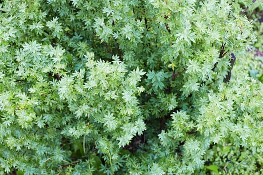 The magnificent green vegetation - bush close up