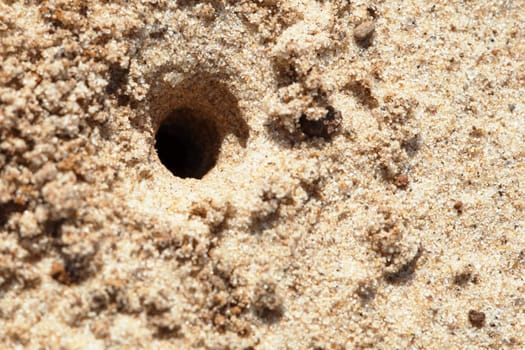 Small hole made in a ground a predatory wasp