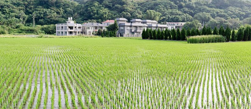 Rural scenery of panorama with green farm, trees and small town in Taiwan, Asia.