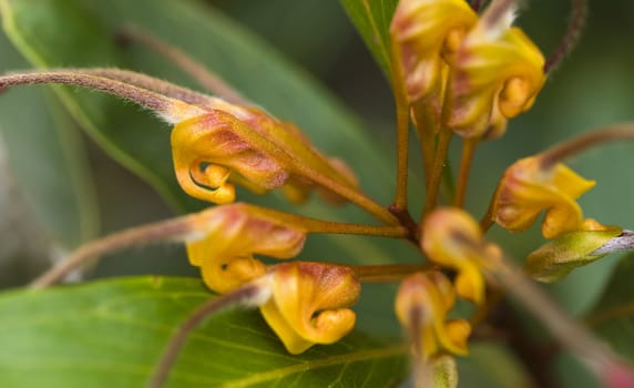 close-up of beautiful flower of grevillea venusta - australian native plant