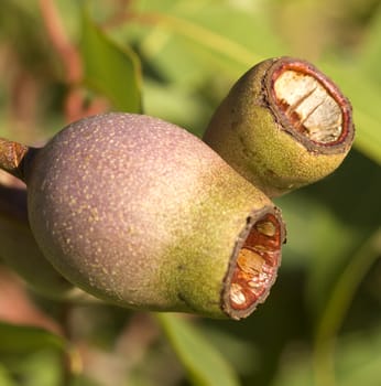 gum nuts fruit of eucalyptus summer red eucalypt tree of Australia