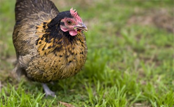 crele bantam hen organic freerange poultry foraging for food