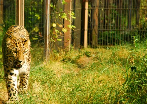 A beautiful cheetah lighted by the sun in helsinki's zoo. it's walking peacefully, has beautiful green eyes.