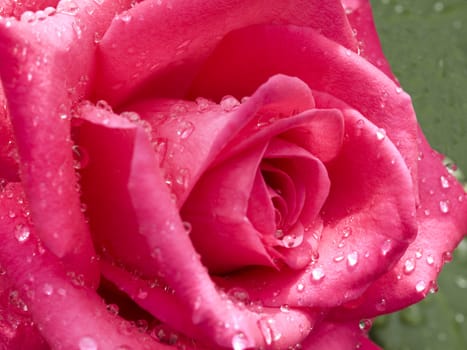 beautiful red cerise rose flower with raindrops dew