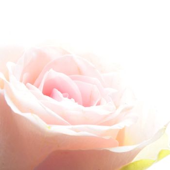 flowers of pink roses on white background