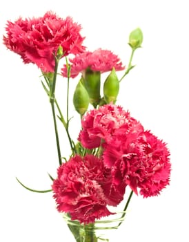 pink carnation array in vase over white