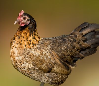 bantam hen crele cochin backyard poultry