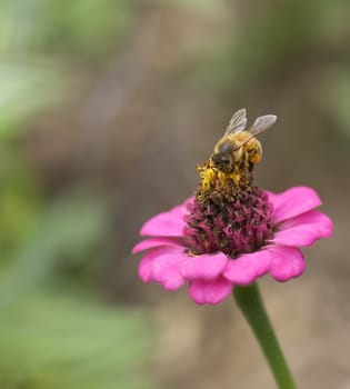 honey bee worker collecting pollen from pink flower