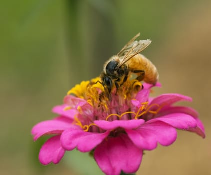 honey bee collecting pollen from pink flower in garden