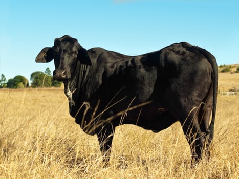 old black cow in dry australian winter pasture