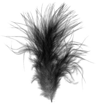 black single downy bird feather quill over white plumage