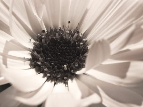 flower special occasion neutral background calendula close up 