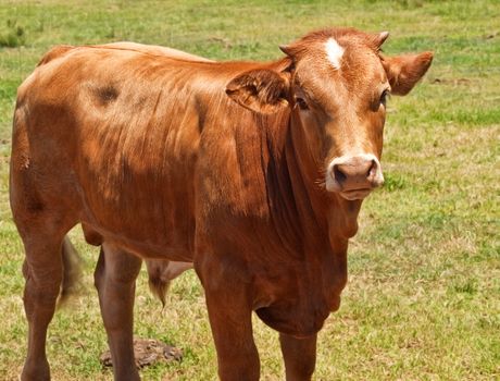 australian beef cattle, young hereford angus cross bred for meat