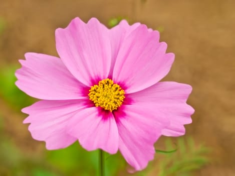 single pink cosmos flower autumn winter bloom in garden