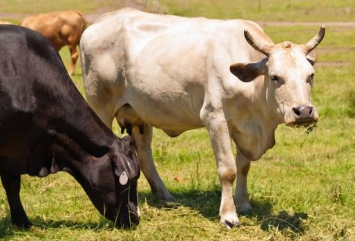  cow with horns Australian bred beef cattle black and white cows grazing on fodder