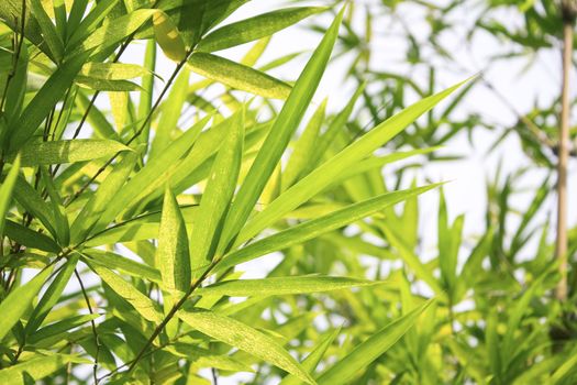 beautiful bamboo leaf and sunlight in park