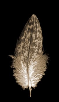 single soft fluffy  bird feather quill isolated over black