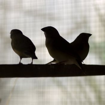 silhouette birds on perch finches background avian