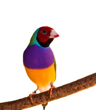 Australian finch Gouldian red headed male bird isolated on branch