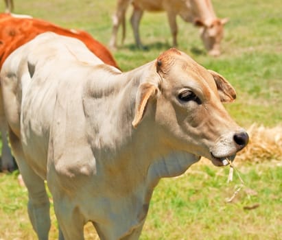 cow grazing on lucerne hay on farmland