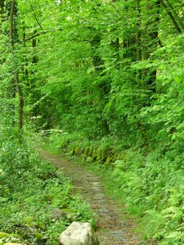 Path in a green grove of trees