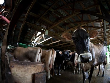 Cow in a herd waiting to be milked on Costa Rican dairy farm