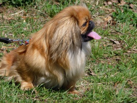 Domestic dog on a background of green grass