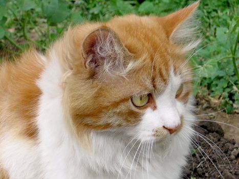 Very beautiful orange cat on a garden background