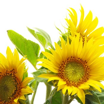 sunflower isolated on white background with copyspace