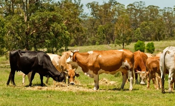 Australian beef cattle cows feeding on lucerne hay 