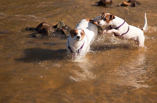 Two Playful Jack Russell Terrier Dogs Playing in the Water.
