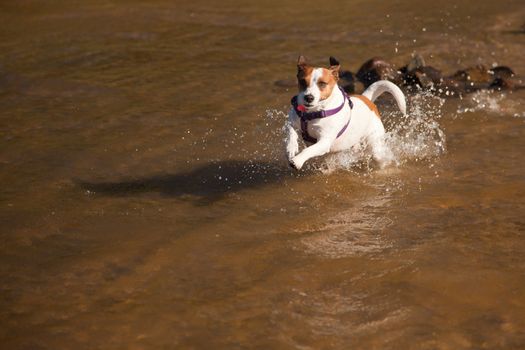 Playful Jack Russell Terrier Dog Playing in the Water.