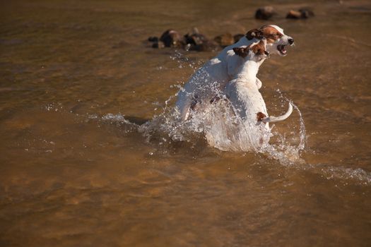 Two Playful Jack Russell Terrier Dogs Playing in the Water.