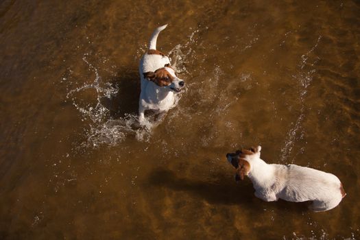 Two Playful Jack Russell Terrier Dogs Playing in the Water.