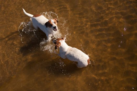 Two Playful Jack Russell Terrier Dogs Playing in the Water.