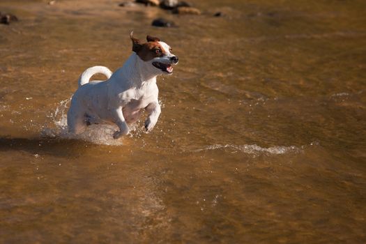 Playful Jack Russell Terrier Dog Playing in the Water.