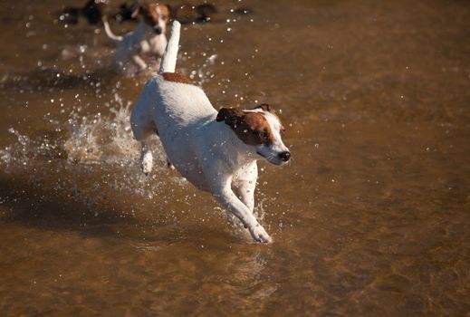 Two Playful Jack Russell Terrier Dogs Playing in the Water.