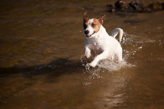 Playful Jack Russell Terrier Dog Playing in the Water.