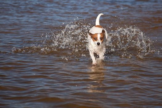 Playful Jack Russell Terrier Dog Playing in the Water.