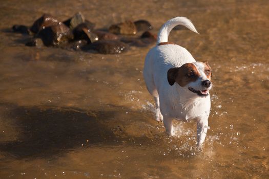Playful Jack Russell Terrier Dog Playing in the Water.
