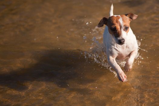 Playful Jack Russell Terrier Dog Playing in the Water.
