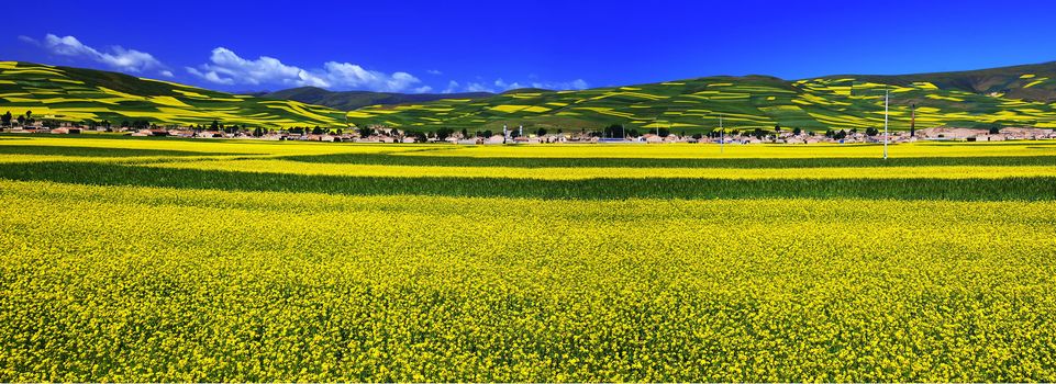 Valley and yellow field with oil seed rape in summe