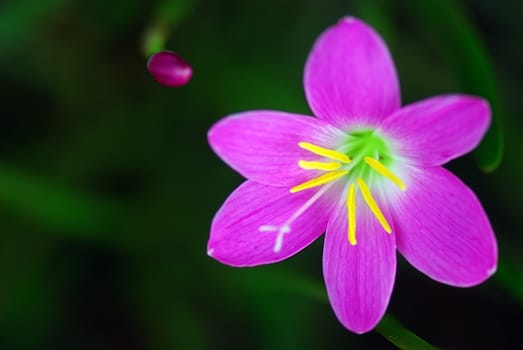 She's Scientific name is called Zephyranthes grandiflora