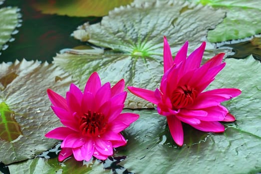 Beautiful pink flowers open  in the pond