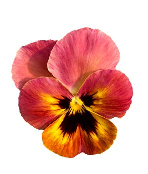 single pansy flower blossom isolated on white background