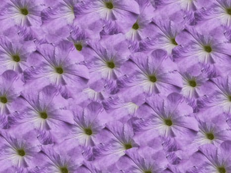 violet purple petunia natural floral texture wallpaper background