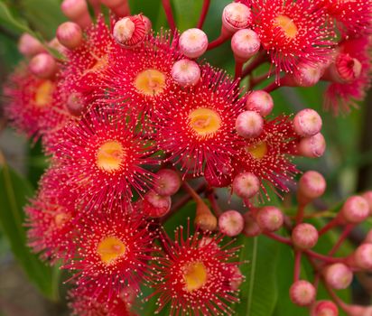 red flowers gum tree eucalyptus phytocarpa hybrid australian native with buds and foliage