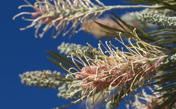 pink flower australian grevillea australia native plant