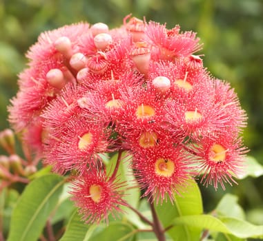 pink red flowers on australian native gum tree - eucalyptus phytocarpa 